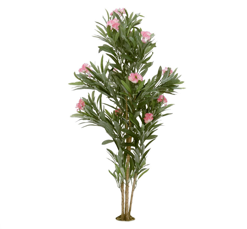 نهال خرزهره